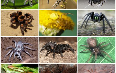 Biologijsko tekmovanje